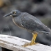heron_lava_blue_great_san_h_0085_ecu2282.jpg